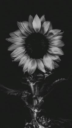 a black and white photo of a sunflower