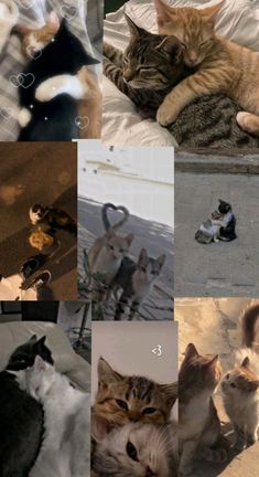 many different pictures of cats and kittens laying on top of each other in the same photo