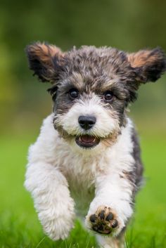 a small dog running through the grass with its paws in it's mouth and eyes wide open