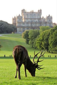 a deer grazes in front of a large building on a green field with trees