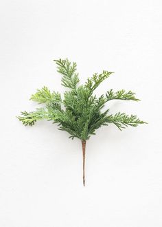 a green plant is hanging on the wall in front of it's white background