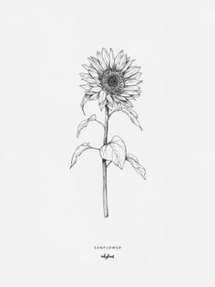 a black and white drawing of a sunflower