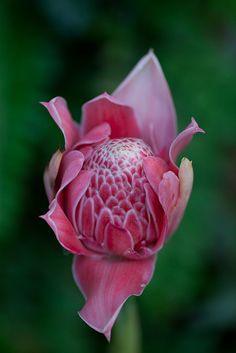 Torch Ginger (Etlinera eliator) Ginger Lily, Flower Sketches, Unusual Flowers, Rare Flowers, Exotic Flowers, Flower Pictures