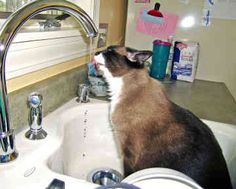 a brown and white cat sitting in a kitchen sink next to a faucet