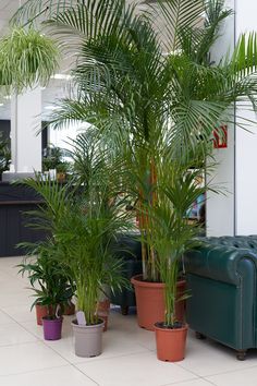 there are many potted plants on the floor in this office lobby area, including palm trees and couches