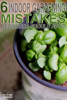 a close up of a potted plant with the words, 6 indoor gardening mistakes beginers should avoid