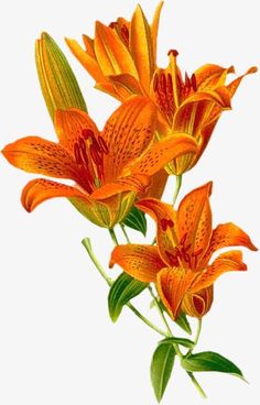 two orange flowers with green leaves on a white background