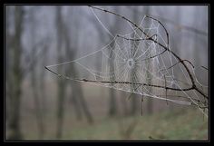 a spider web hanging from a tree branch