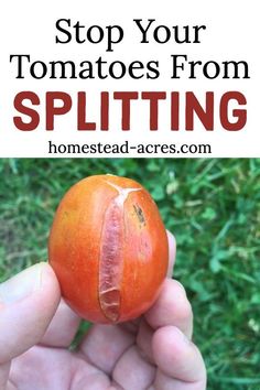 a hand holding an orange with the words stop your tomatoes from splitting