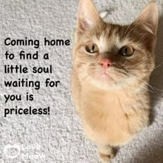 a cat looking up at the camera with a caption that reads, coming home to find a little soul waiting for you is priceless