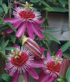 some pink flowers with green leaves on them