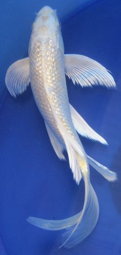 a white fish is swimming in a blue bowl