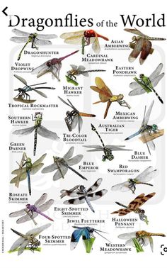 the dragonflies of the world are shown in this poster, which includes different types and colors