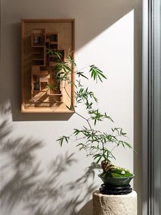 a bamboo plant sitting on top of a table next to a wall mounted book shelf