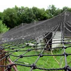 barbed wire fence with cows in the background