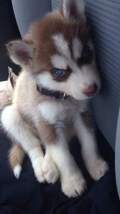 a husky puppy with blue eyes sitting in the back seat of a car, looking at the camera