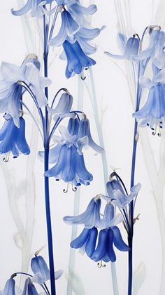 blue flowers with white stems against a white background