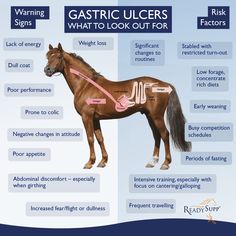 a horse with the words gastric ulcers and what to look out for