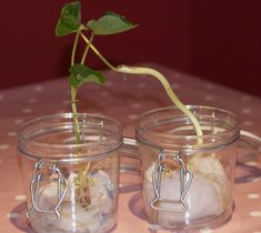 two glass jars with plants growing out of them on a pink tablecloth covered table