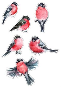 six red and black birds sitting on top of each other's wings in different positions