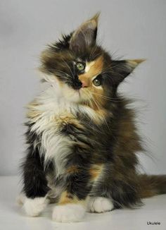 a fluffy kitten sitting on top of a white floor