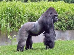 a large gorilla standing on top of a lush green grass covered field next to bushes