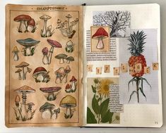 an open book with pictures of mushrooms and pineapples