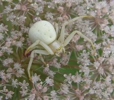 a white spider sitting on top of a flower