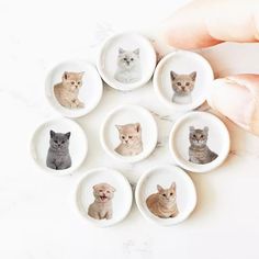 a hand is holding six small bowls with cats in them