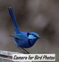 a blue bird sitting on top of a wooden bench with the words camera for bird photos above it