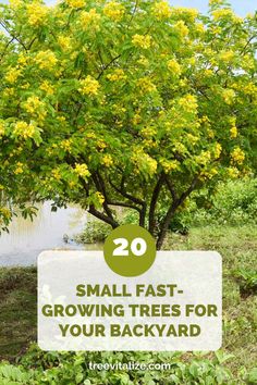 small tree with yellow flowers in the background and text overlay that reads 20 small fast growing trees for your backyard