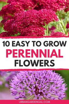 purple flowers with text overlay that reads 10 easy to grow perennial flowers