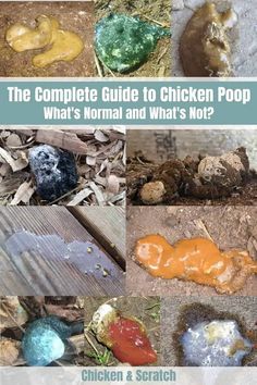 the complete guide to chicken poop what's normal and what's not?