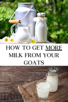 milk and milk jugs with the words how to get more milk from your goats