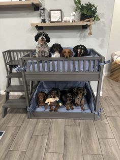 four dachshunds are sitting in their crib on the floor next to each other