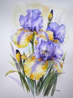 watercolor painting of purple and yellow irises