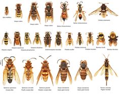 the different types of bees and their names are shown in this image, with each one showing