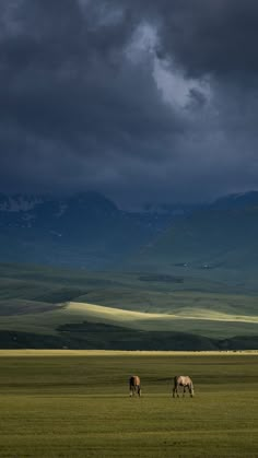 two horses grazing in an open field with mountains in the background