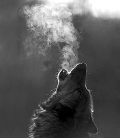 This is fabulous!                                                                       Wolf "smoke", black and white #photography Wolves Artwork, Viking Sleeve, Wolves Photography, Lup Singuratic, Scandinavian Folklore, Regnul Animal, Lone Wolf, Wolf Howling, A Wolf