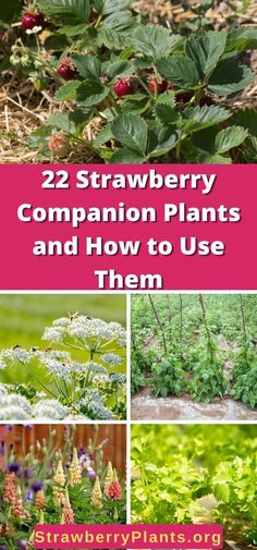 strawberry plants and strawberries growing in the garden with text overlay reading 22 strawberry companion plants and how to use them