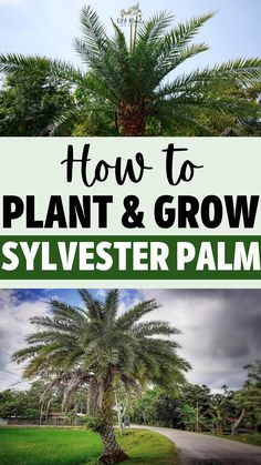 How to Plant & Grow Sylvester Palms Sylvester Palm Landscaping, Sylvester Palm, Palm Tree Care, Date Palms, Tropical Garden Design, Date Palm, Tree Growing, Zone 9, Scientific Name