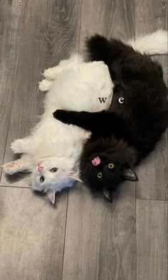 two black and white cats laying next to each other on the floor with their heads together