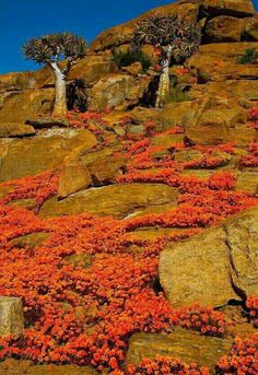 orange flowers growing on rocks in the desert