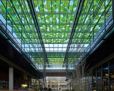 the inside of a large building with lots of windows and plants growing on the ground