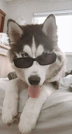 a husky dog wearing sunglasses on top of a bed