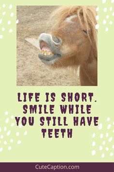 a horse with its mouth open and the words life is short smile while you still have teeth