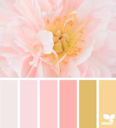 a pink and yellow color scheme with white flowers