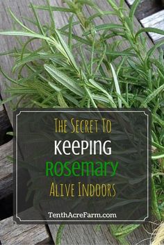 the secret to keeping rosemary alive indoors