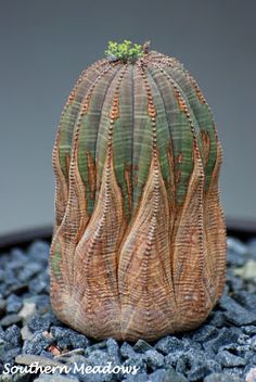 a close up of a cactus plant with rocks in the background