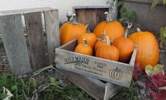 several pumpkins in a wooden crate on the ground